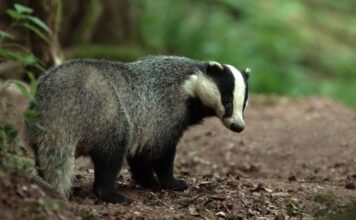 Le blaireau, cet animal qui mérite un regard nouveau Le blaireau, cet animal qui mérite un regard nouveau