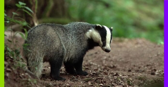 Le blaireau, cet animal qui mérite un regard nouveau Le blaireau, cet animal qui mérite un regard nouveau
