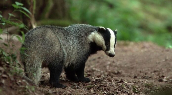 Le blaireau, cet animal qui mérite un regard nouveau Le blaireau, cet animal qui mérite un regard nouveau