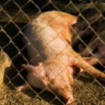 isaias-lx6hzJcQ3Bs-unsplash_11zon