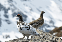 Chasse, avortement et fleuve : les 10 bonnes nouvelles