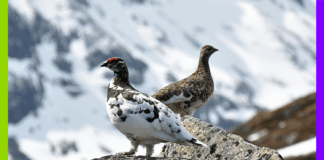 Chasse, avortement et fleuve : les 10 bonnes nouvelles