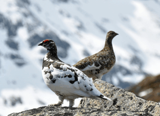 Chasse, avortement et fleuve : les 10 bonnes nouvelles