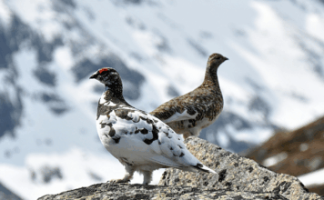 Chasse, avortement et fleuve : les 10 bonnes nouvelles