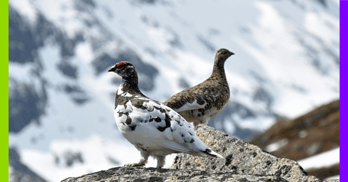 Chasse, avortement et fleuve : les 10 bonnes nouvelles