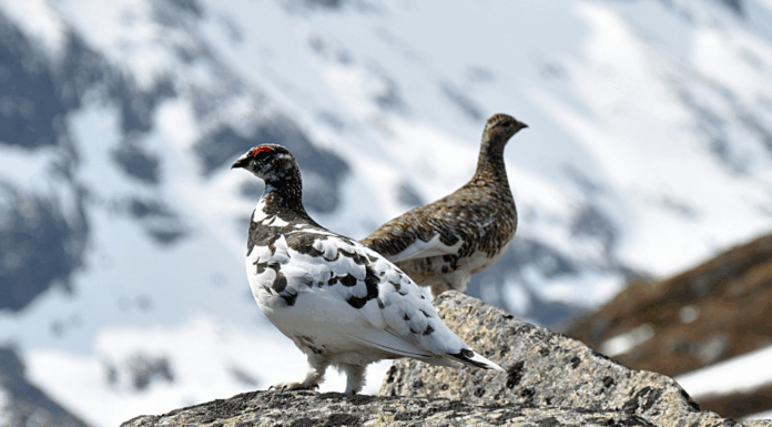 Chasse, avortement et fleuve : les 10 bonnes nouvelles