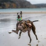 Les lévriers pourront-ils bientôt courir librement, loin des box des cynodromes ? ©Unsplash