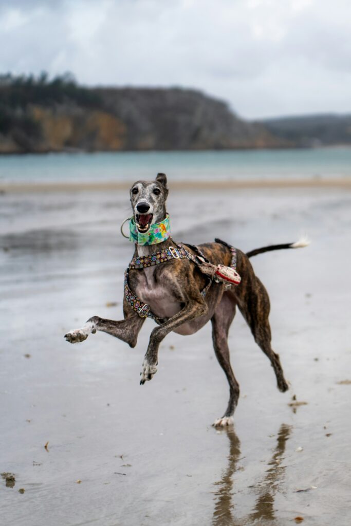 Les lévriers pourront-ils bientôt courir librement, loin des box des cynodromes ? ©Unsplash