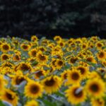 16_flower-5470156_1280