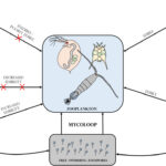 16_Mycoloop_links_between_phytoplankton_and_zooplankton
