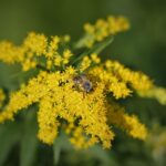 16_solidago-gigantea-4379026_1280