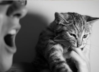 Quand la maltraitance animale est signe de violences conjugales Quand la maltraitance animale muselle la victime de violences conjugales