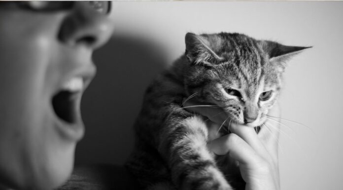 Quand la maltraitance animale est signe de violences conjugales Quand la maltraitance animale muselle la victime de violences conjugales