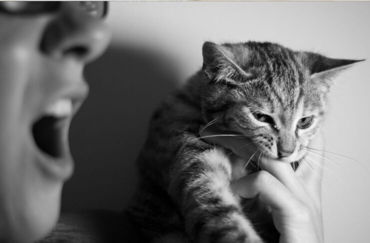 Quand la maltraitance animale est signe de violences conjugales Quand la maltraitance animale muselle la victime de violences conjugales