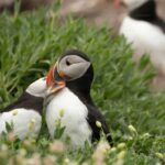 Macareux moines : une hécatombe sur la façade atlantique