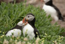 Macareux moines : une hécatombe sur la façade atlantique Macareux moines : une hécatombe sur la façade atlantique