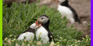 Macareux moines : une hécatombe sur la façade atlantique Macareux moines : une hécatombe sur la façade atlantique