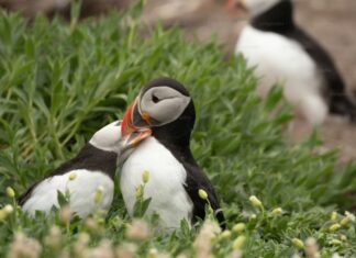 Macareux moines : une hécatombe sur la façade atlantique Macareux moines : une hécatombe sur la façade atlantique