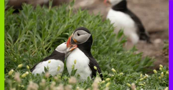 Macareux moines : une hécatombe sur la façade atlantique Macareux moines : une hécatombe sur la façade atlantique
