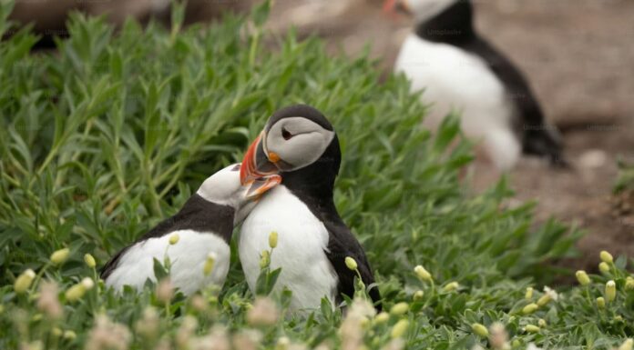 Macareux moines : une hécatombe sur la façade atlantique Macareux moines : une hécatombe sur la façade atlantique