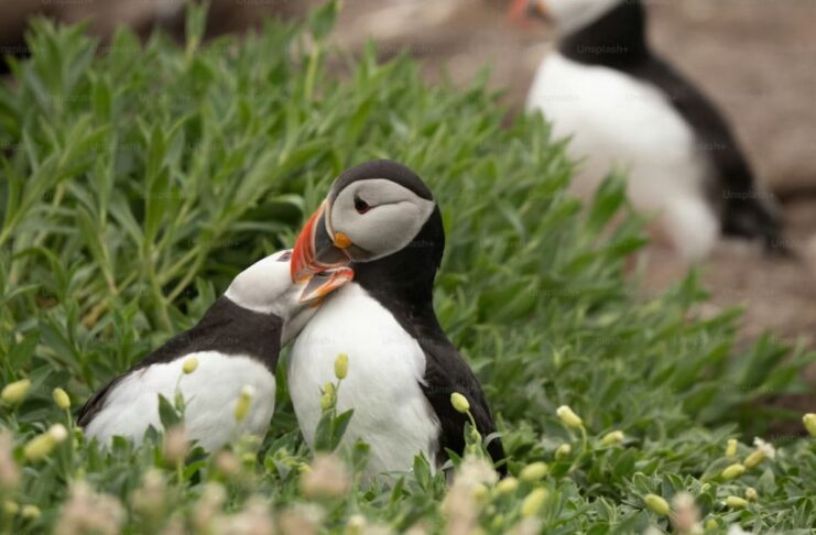 Macareux moines : une hécatombe sur la façade atlantique Macareux moines : une hécatombe sur la façade atlantique