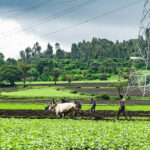 51645007348_19eca2c78a_c