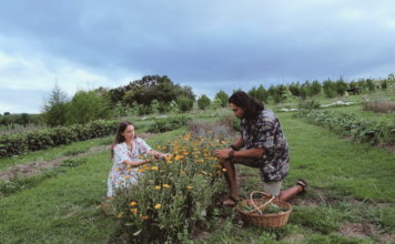 Au Pays basque, Marjorie et Alex cultivent des plantes médicinales loin de l’agriculture dominante Au Pays basque, Marjorie et Axel cultivent des plantes médicinales loin de l’agriculture dominante
