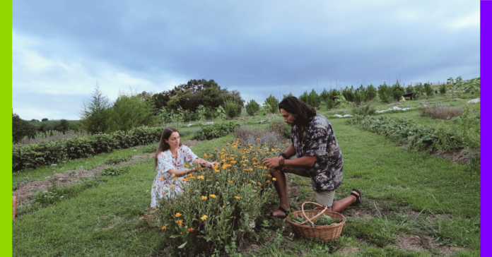 Au Pays basque, Marjorie et Alex cultivent des plantes médicinales loin de l’agriculture dominante Au Pays basque, Marjorie et Axel cultivent des plantes médicinales loin de l’agriculture dominante