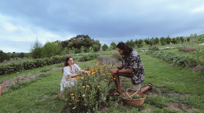 Au Pays basque, Marjorie et Alex cultivent des plantes médicinales loin de l’agriculture dominante Au Pays basque, Marjorie et Axel cultivent des plantes médicinales loin de l’agriculture dominante