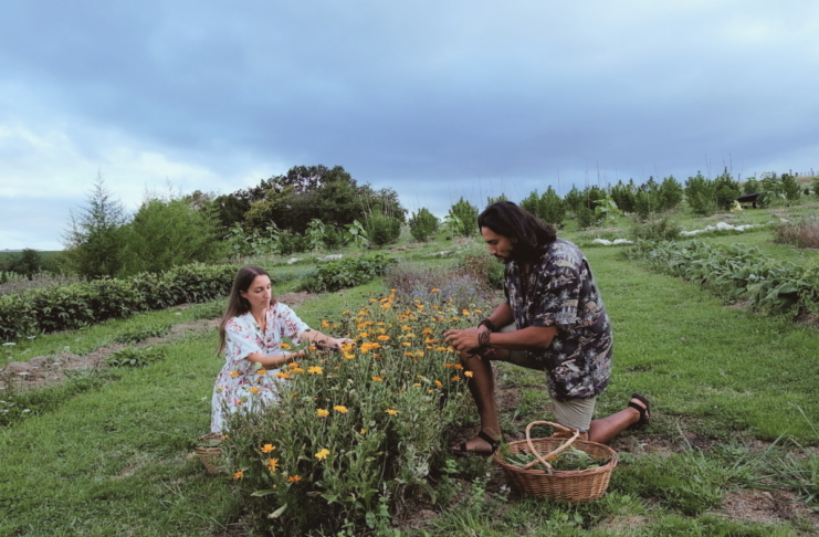 Au Pays basque, Marjorie et Alex cultivent des plantes médicinales loin de l’agriculture dominante Au Pays basque, Marjorie et Axel cultivent des plantes médicinales loin de l’agriculture dominante