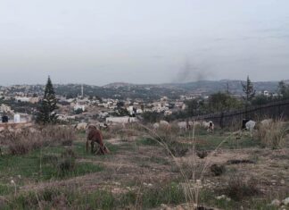 Récit d’un voyage solidaire en Cisjordanie