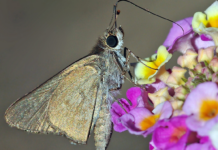 Tigres, cacatoès et maire : les 10 bonnes nouvelles