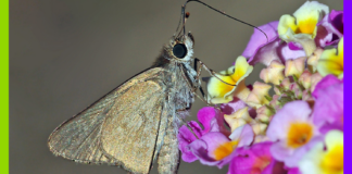 Tigres, cacatoès et maire : les 10 bonnes nouvelles