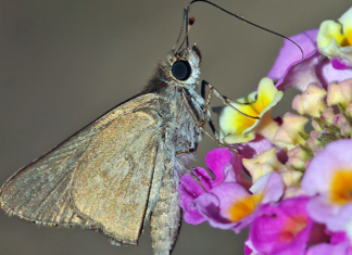 Tigres, cacatoès et maire : les 10 bonnes nouvelles