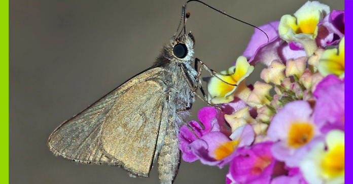 Tigres, cacatoès et maire : les 10 bonnes nouvelles