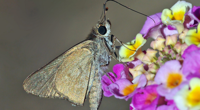 Tigres, cacatoès et maire : les 10 bonnes nouvelles