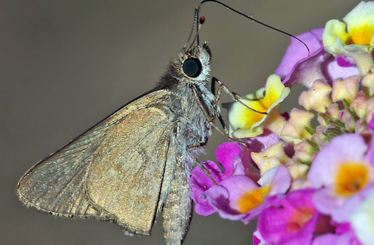 Tigres, cacatoès et maire : les 10 bonnes nouvelles