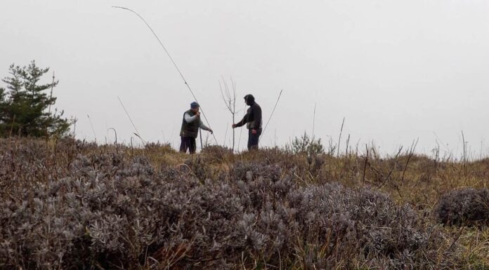 « La Terre de mon grand-père » : l’amour des arbres et de la vie