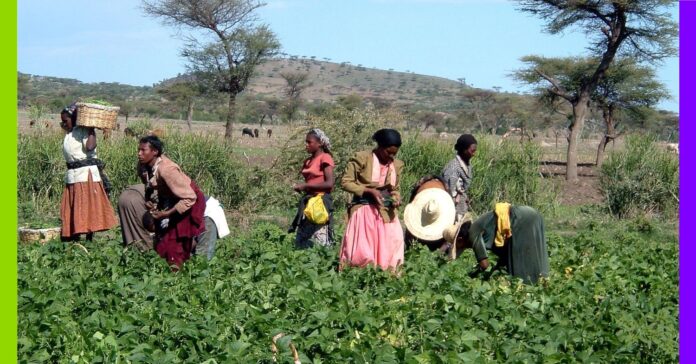 Aéroport de Bishoftu : les coûts cachés d’un projet d’ambition continentale Aéroport de Bishoftu : les coûts cachés d’un projet d’ambition continentale