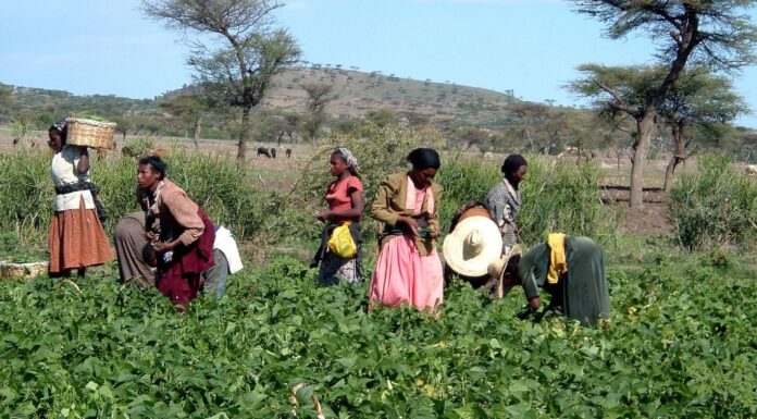 Aéroport de Bishoftu : les coûts cachés d’un projet d’ambition continentale Aéroport de Bishoftu : les coûts cachés d’un projet d’ambition continentale