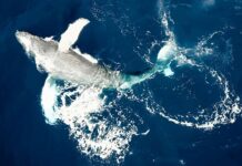 Bientôt des droits pour les baleines en Nouvelle-Zélande