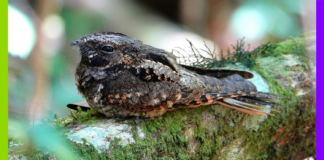 Yadan, Nestlé et glyphosate : les 10 bonnes nouvelles !