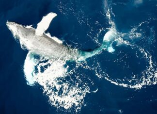 Bientôt des droits pour les baleines en Nouvelle-Zélande