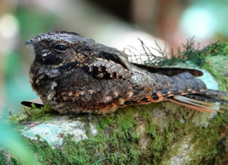 Yadan, Nestlé et glyphosate : les 10 bonnes nouvelles !