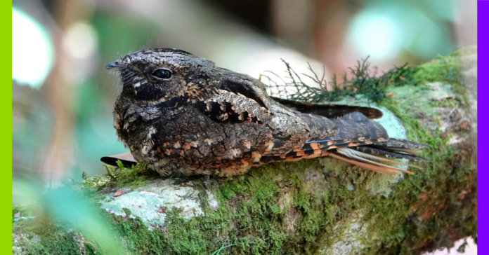 Yadan, Nestlé et glyphosate : les 10 bonnes nouvelles !