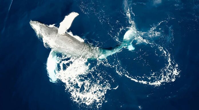 Bientôt des droits pour les baleines en Nouvelle-Zélande