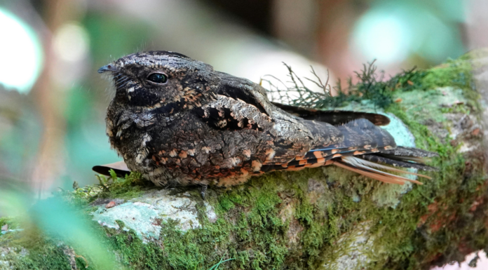 Yadan, Nestlé et glyphosate : les 10 bonnes nouvelles !