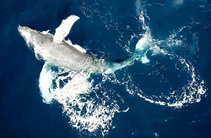 Bientôt des droits pour les baleines en Nouvelle-Zélande