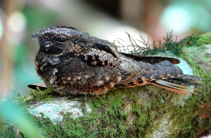 Yadan, Nestlé et glyphosate : les 10 bonnes nouvelles !