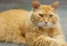 Deepfakes, chats et fourrure : les 10 bonnes nouvelles